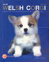 Welsh Corgi Dog