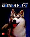 Siberian Husky Dog